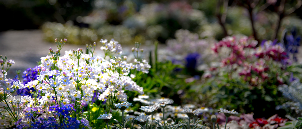 アメリカ山の花