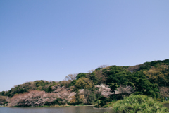 三渓園の桜