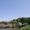 三渓園の桜