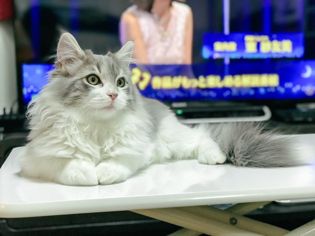 テーブルで寛ぐ猫２