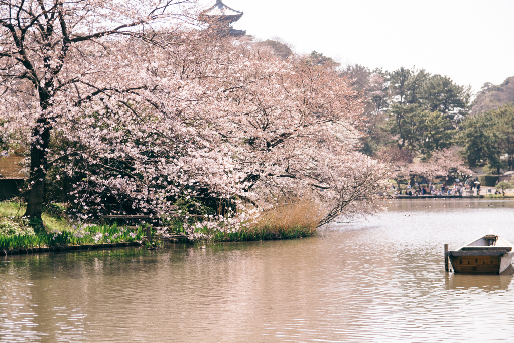 三渓園の桜