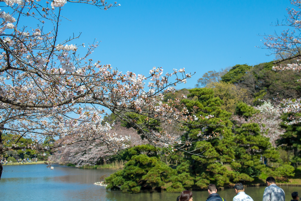 三渓園の桜