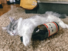 酔っ払い猫