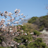 三渓園の桜