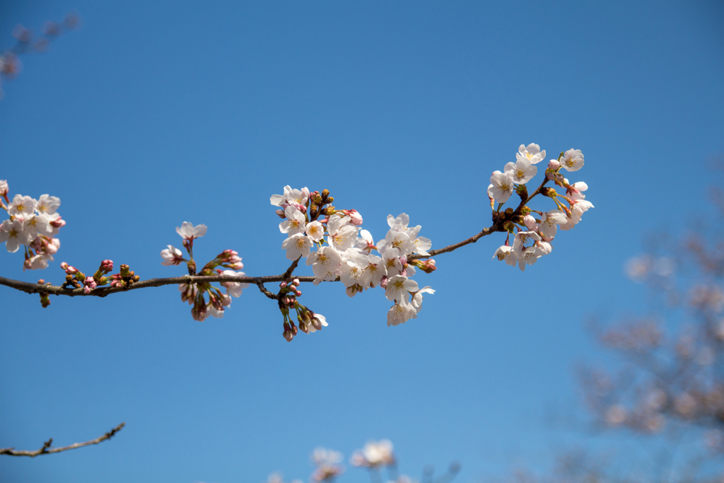 三渓園の桜