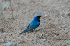 Blue-and-white Flycatcher