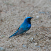 Blue-and-white Flycatcher