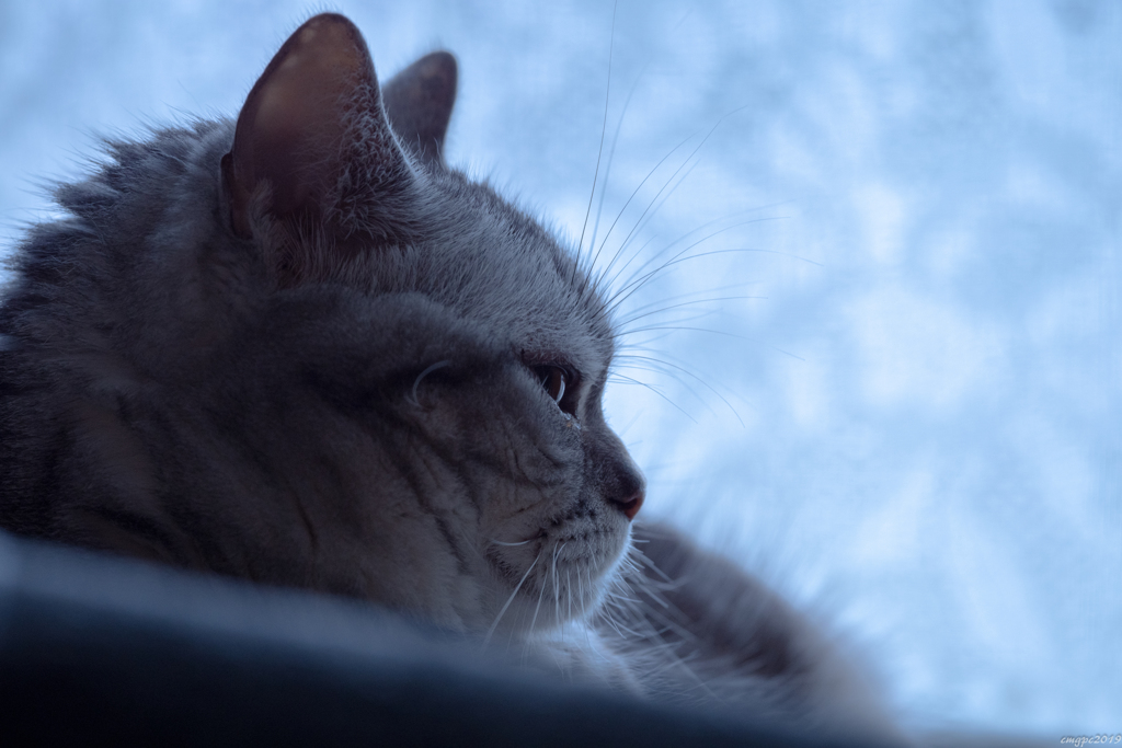 蒼い銀猫
