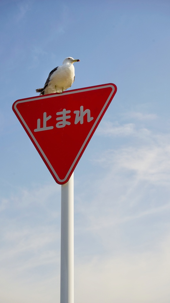 日本語が理解出来ている