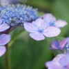 額紫陽花