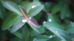 雨露