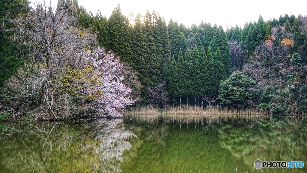 たまたま見つけた池