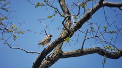 試し鳥