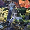 秋の段 蒼鷺と徽軫灯籠