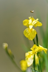 黄菖蒲