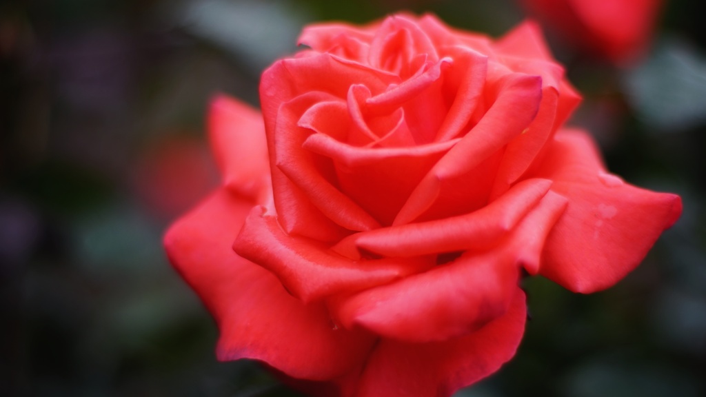 情熱の薔薇
