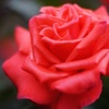 情熱の薔薇