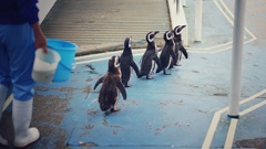 お散歩ペンギン