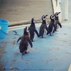 お散歩ペンギン