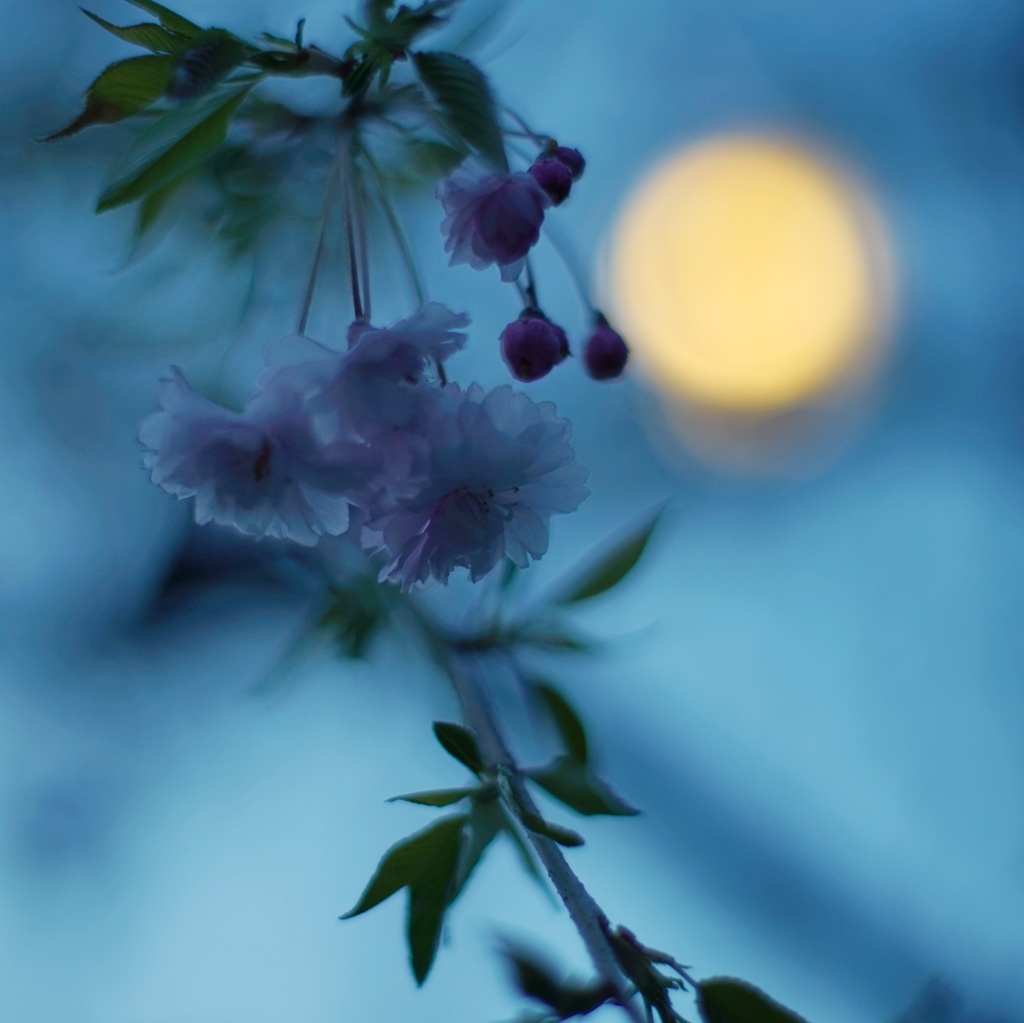 酔いどれ桜