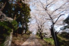夢幻の桜