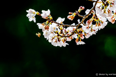 SAKURA