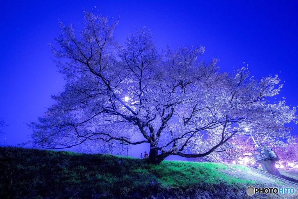 桜、儚く終わってしまいました…