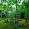 青もみじと一面の苔