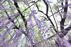 あしかがフラワーパークの藤棚