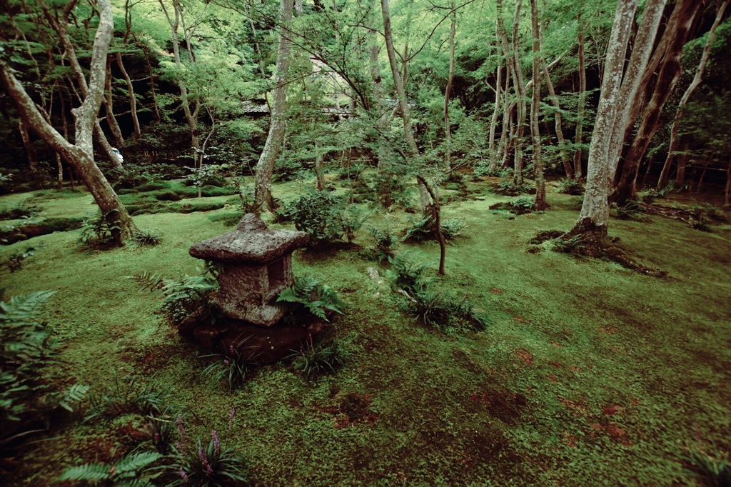 一面の苔