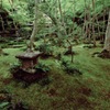一面の苔