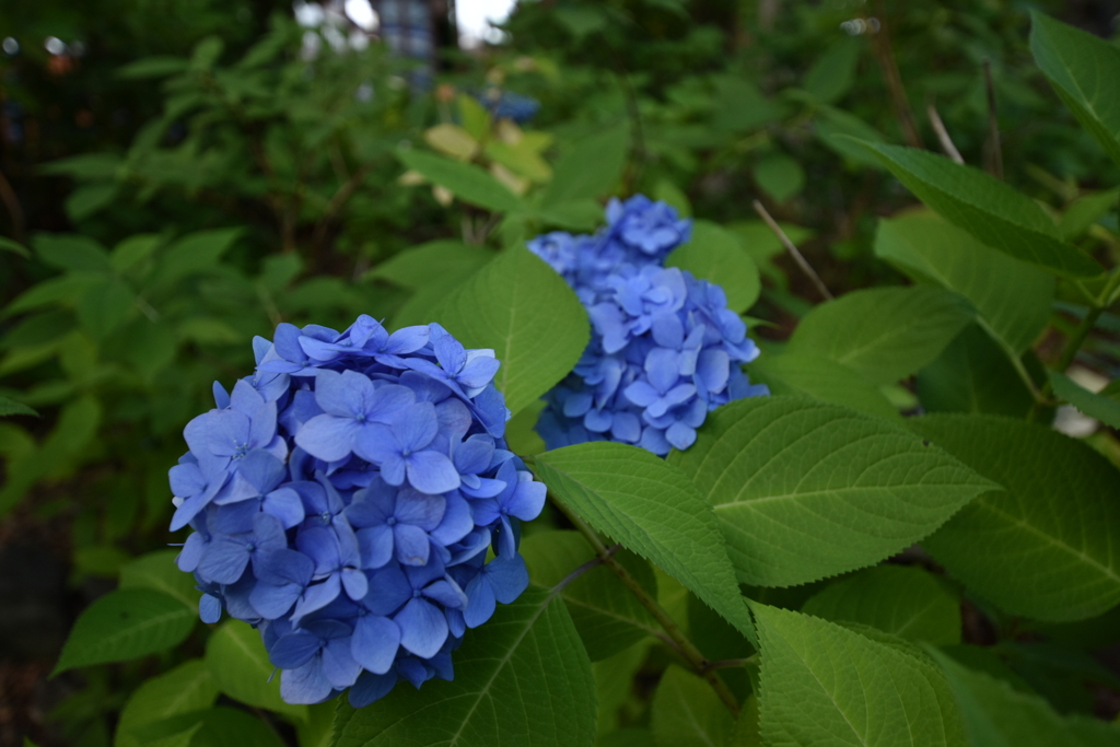 紫陽花