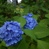 紫陽花