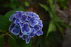 紫陽花