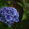 紫陽花