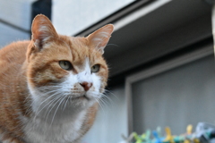 ねこ