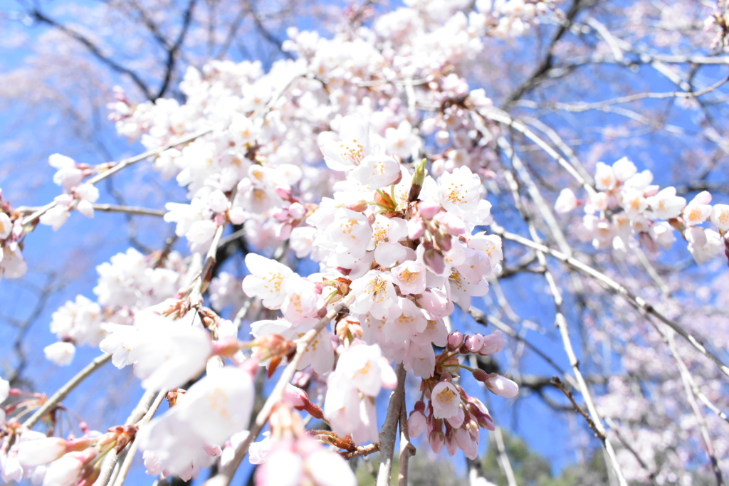 枝垂桜