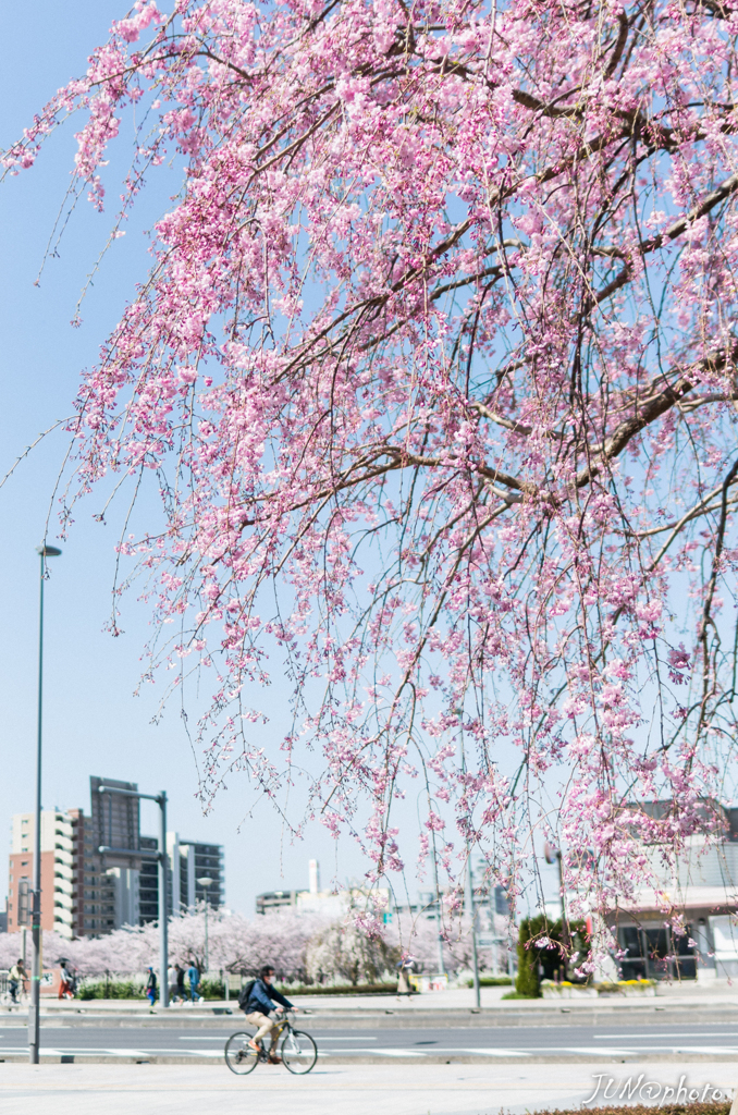 桜