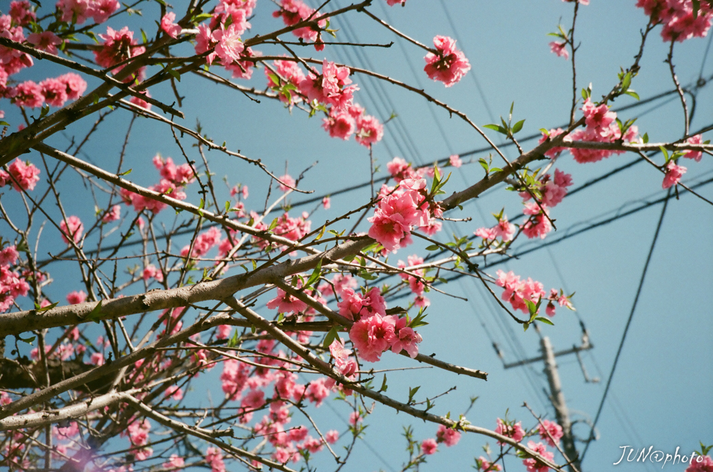 桜