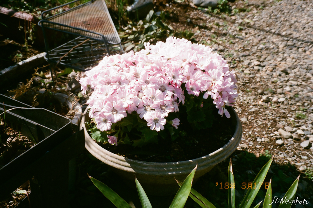 花
