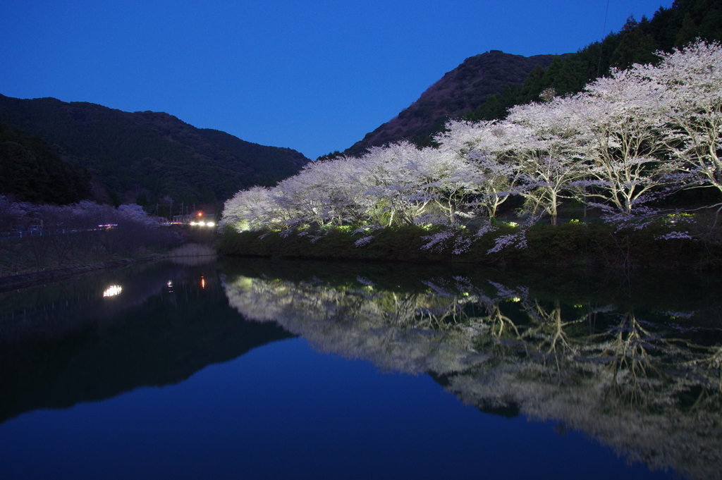 夜桜