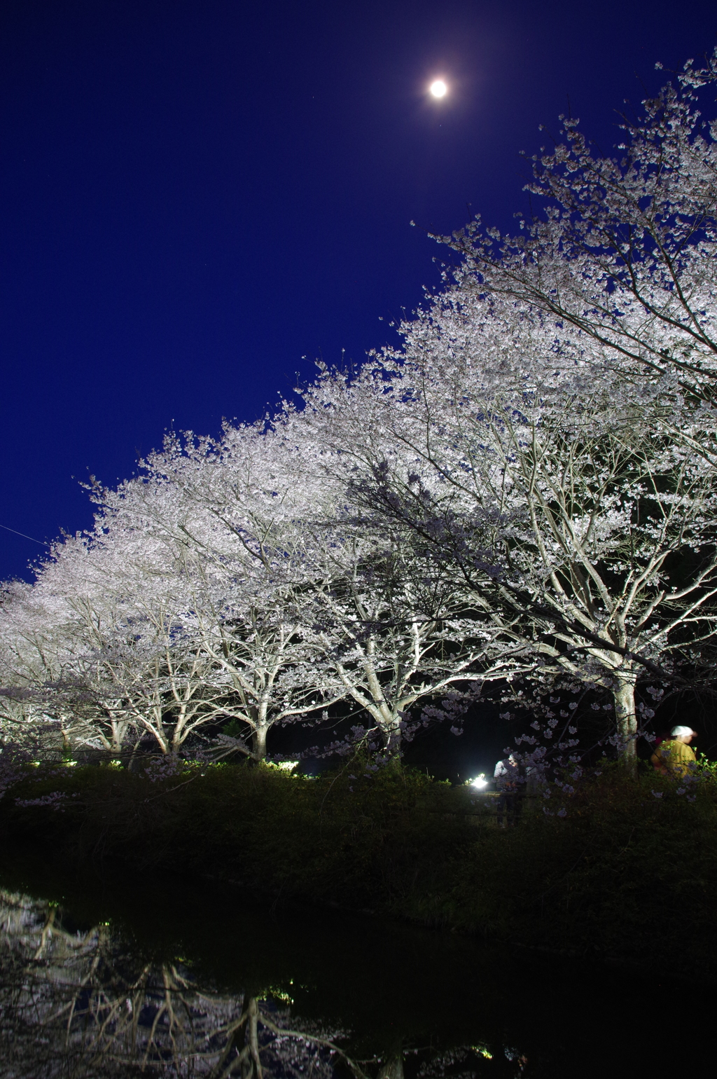 桜と月と
