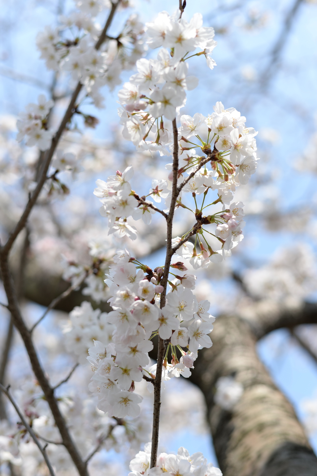 八王子 兵衛川沿いの桜 9