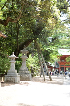 鹿島神宮 参道脇の古木