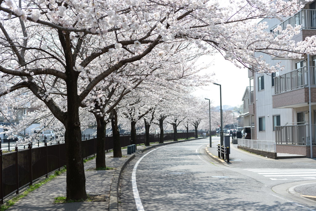 八王子 兵衛川沿いの桜 7