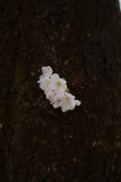 八王子 兵衛川沿いの桜 6