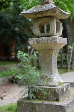 鹿島神宮 参道の石燈籠 1
