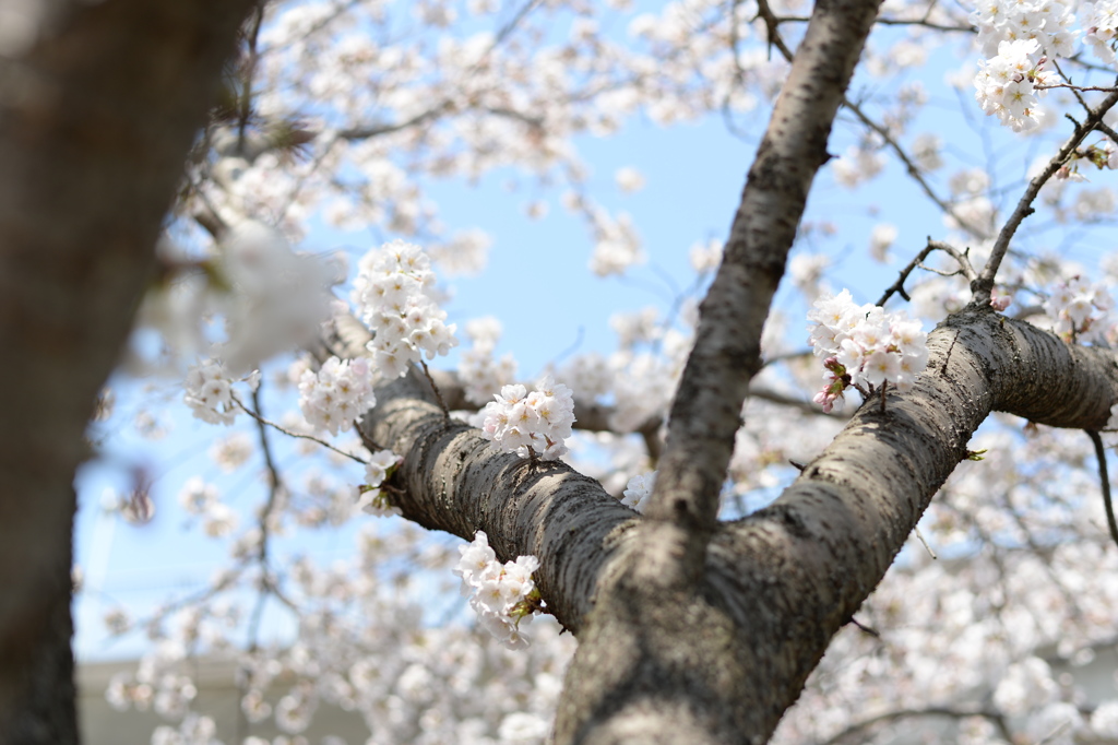 八王子 兵衛川沿いの桜 1