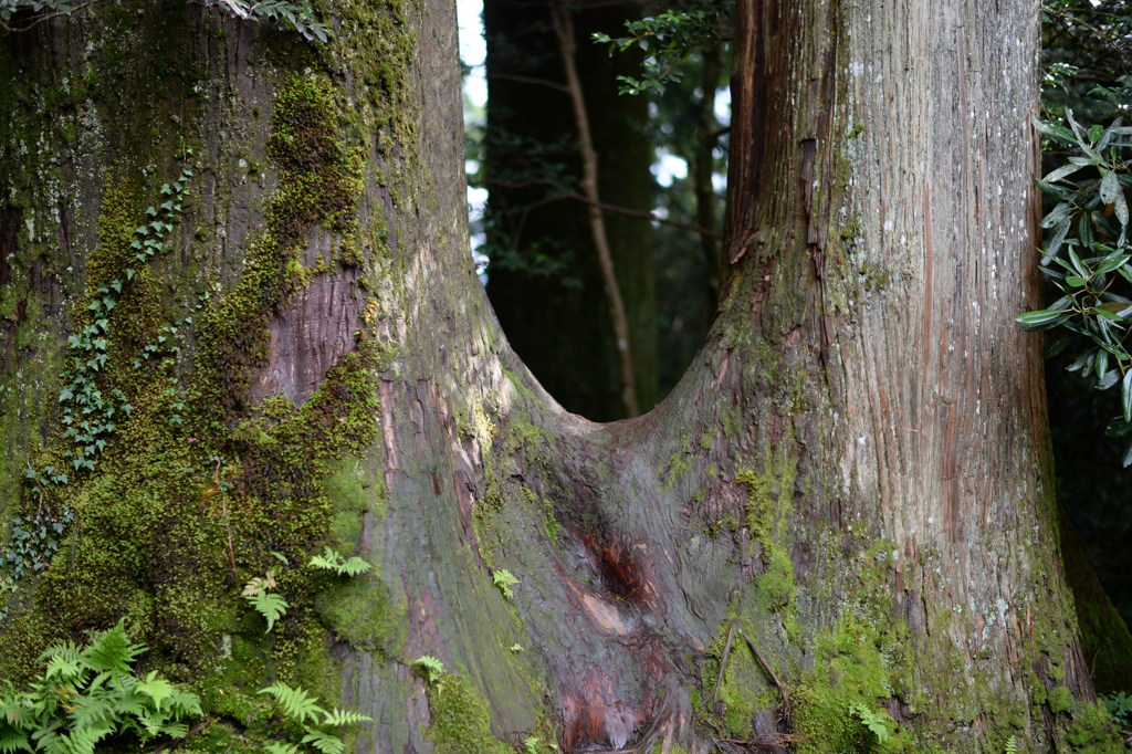 箱根神社境内の木