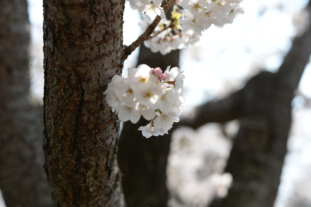 八王子 兵衛川沿いの桜 2